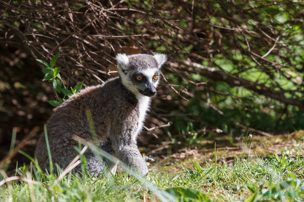 Prager Zoo