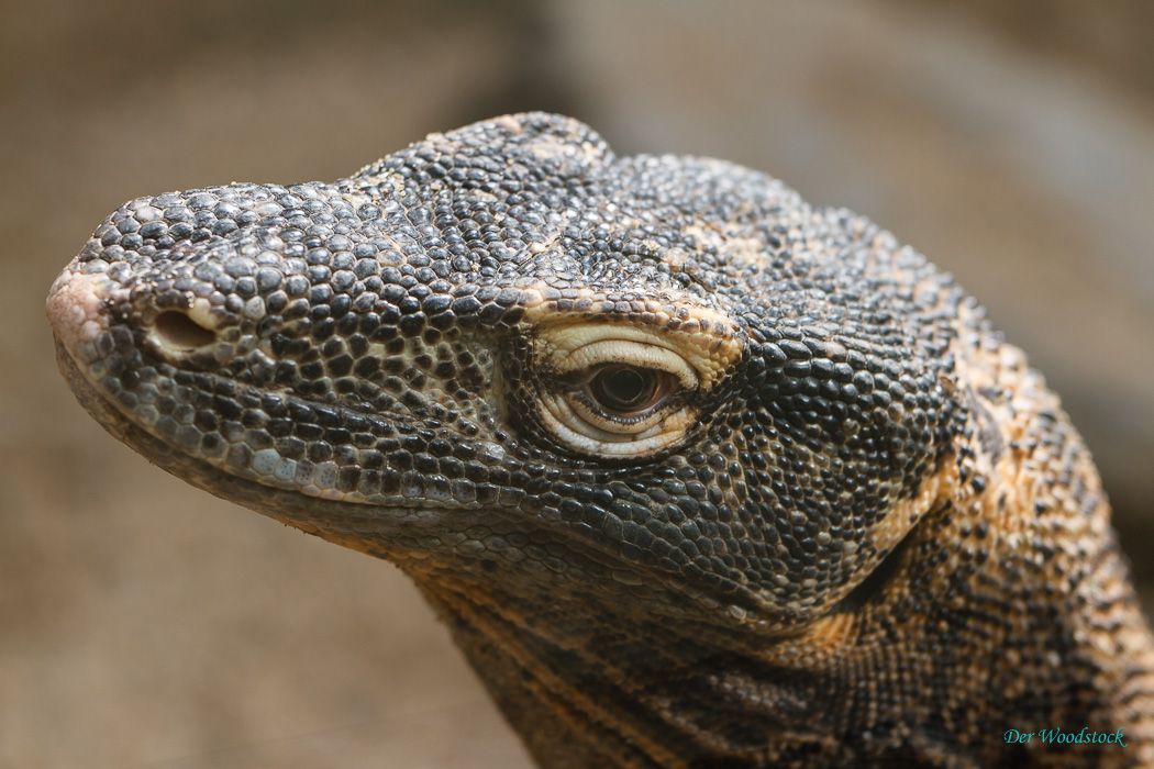 Komodowarane werden bis zu 3 m lang und 70 kg schwer. Mit einem Bestand von 3000-4000 Tieren gehören sie zu den gefährdeten Arten.