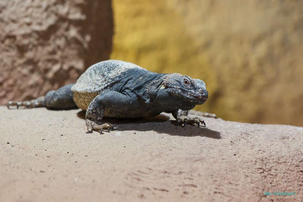 Der Prager Zoo beherbergt eine Vielzahl von Echsen