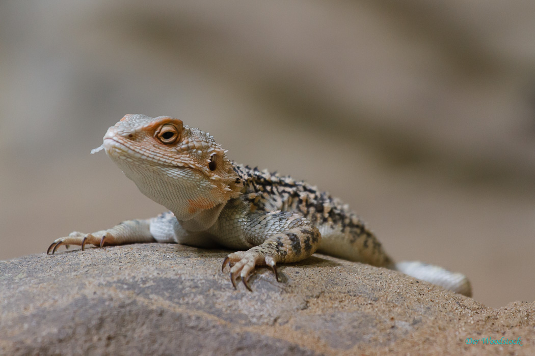 Der Prager Zoo beherbergt eine Vielzahl von Echsen