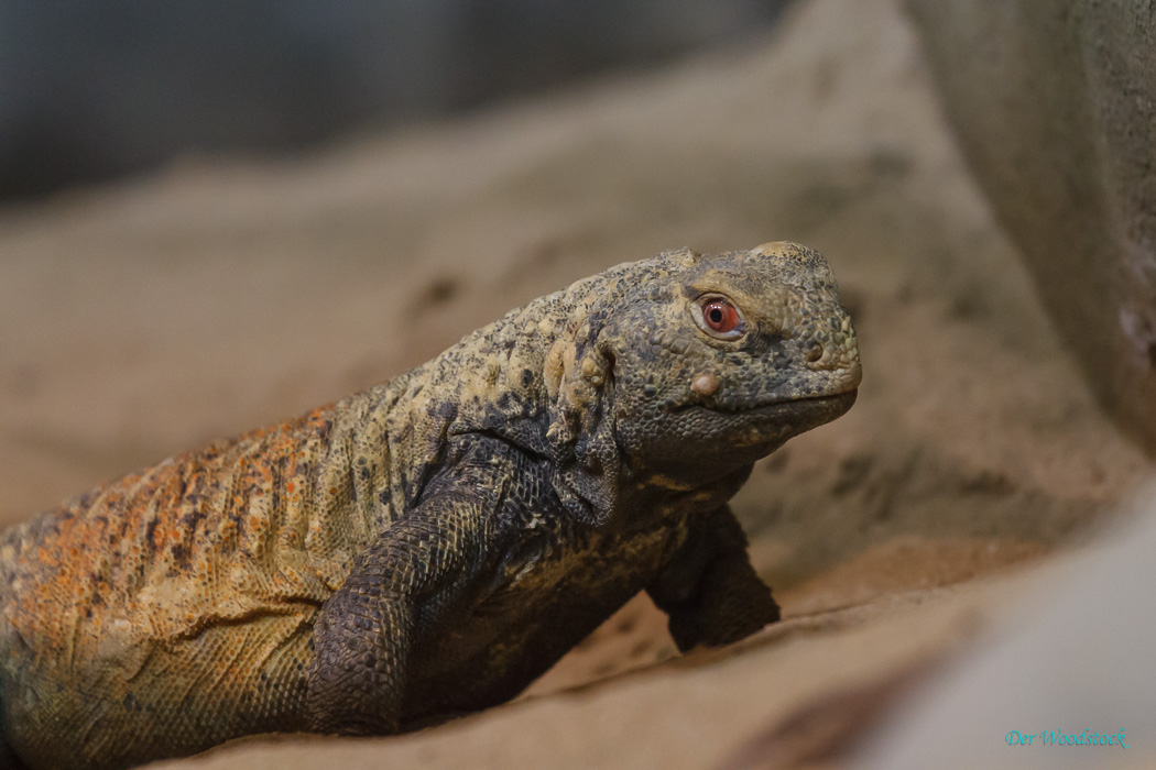 Der Prager Zoo beherbergt eine Vielzahl von Echsen