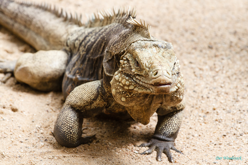 Der Prager Zoo beherbergt eine Vielzahl von Echsen