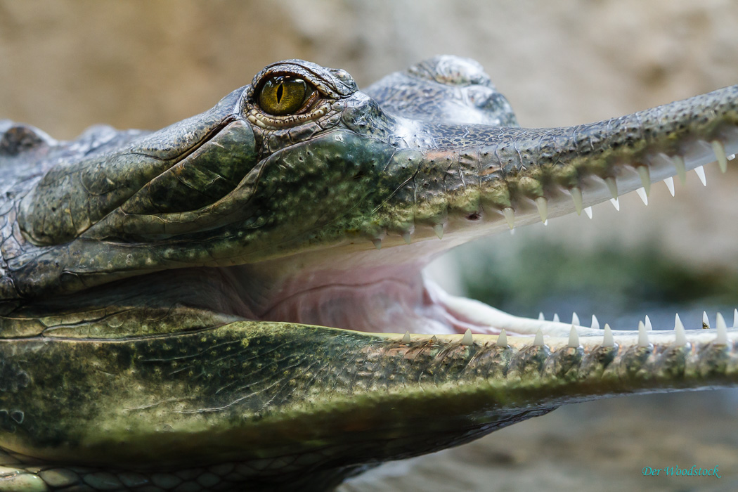 Prager Zoo: Gavial